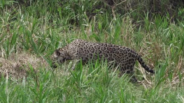 Jaguar Panthera Onca Amerika Nın Yerlisi Dünyanın Büyük Bataklık Bölgesi — Stok video