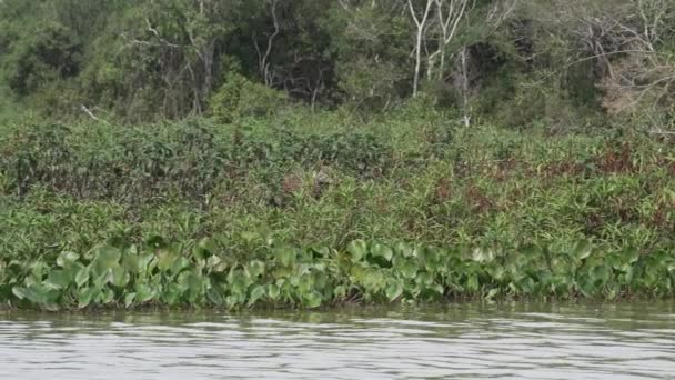 재규어 Panthera Onca 브라질의 포르투 Jofre에서 Transpantaneira 세계에서 판타닐의 강둑을 — 비디오