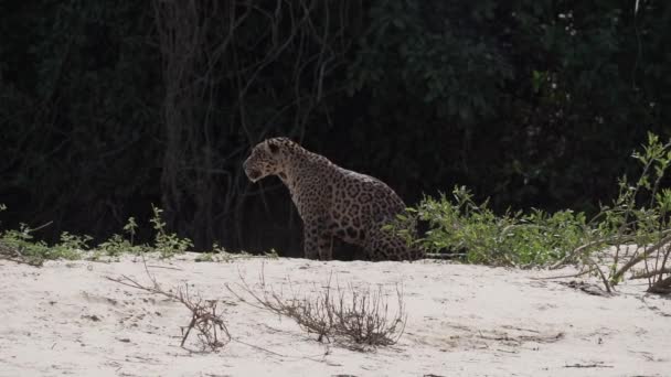 Jaguar Panthera Onca Stor Ensam Katt Hemma Amerika Jakt Längs — Stockvideo