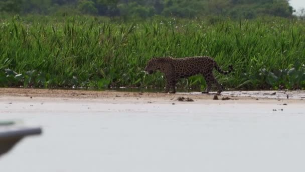 재규어 Panthera Onca 브라질의 포르투 Jofre에서 Transpantaneira 세계에서 판타닐의 강둑을 — 비디오