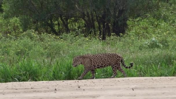 Jaguar Panthera Onca Μια Μεγάλη Μοναχική Γάτα Εγγενής Στην Αμερική — Αρχείο Βίντεο