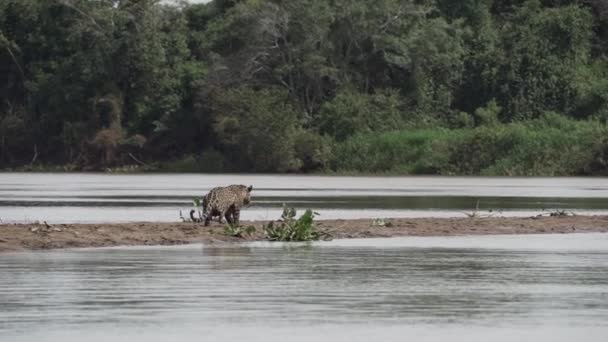 ジャガー パンテラオンカ アメリカ大陸に原産の大きな孤独な猫 世界最大の沼地 ブラジルのポルト ジュフォーレのトランスパンタネイラに近い 世界最大の川岸に沿って狩猟 — ストック動画