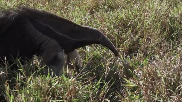 Jätte Myrätare Går Över Äng Gård Södra Pantanal Myrmecophaga Tridactyla — Stockvideo