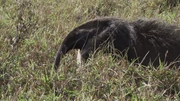 パンタナール南部の農場の牧草地を歩く巨大な交差点 ミルメコファガ トリダクティラ Marmecophaga Tridactyla 中南米原産の哺乳類である — ストック動画