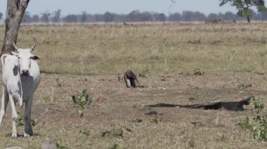 Güney Pantanal 'daki bir çiftliğin çayırında yürüyen dev bir karıncayiyen. Myrmecophaga tridactyla, Orta ve Güney Amerika 'da yaşayan böceksi bir memelidir..