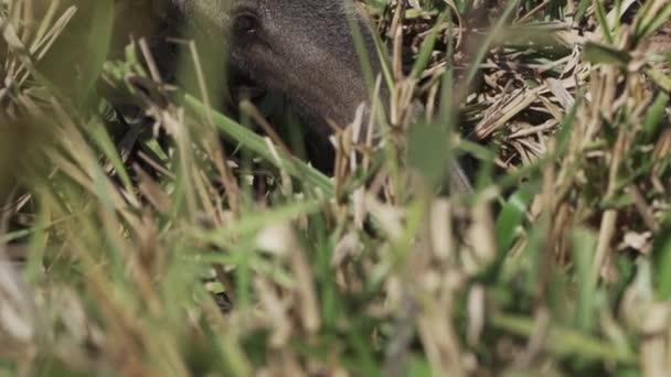Güney Pantanal Daki Bir Çiftliğin Çayırında Yürüyen Dev Bir Karıncayiyen — Stok video