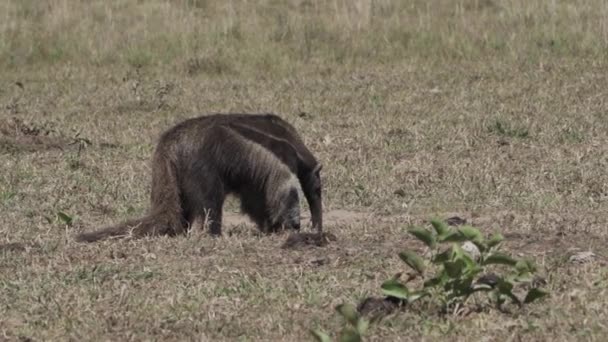 Óriási Hangya Sétál Egy Farm Rétjén Déli Pantanal Myrmecophaga Tridactyla — Stock videók