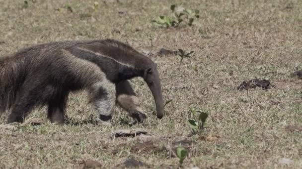 Óriási Hangya Sétál Egy Farm Rétjén Déli Pantanal Myrmecophaga Tridactyla — Stock videók