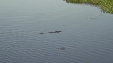 Timsah, Transpantaneira çakıl yolunun kıyısında Porto Jofre 'ye doğru Pantanal' dan geçiyor. Brezilya 'nın en büyük bataklık bölgesi..