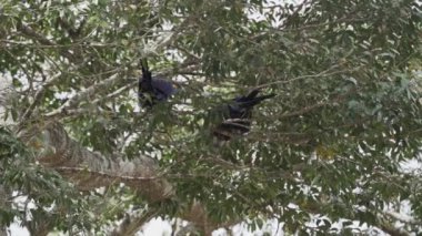 güzel mavi sümbül papağanı, Anodorhynchus sümbül, Pantanal 'ın ağaçlarından tırmanıyor, dünyanın en büyük bataklık bölgesi, transspanira yolu boyunca Brezilya' daki Porto Jofre 'ye doğru..