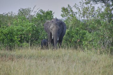 Afrika fili, Loxodonta Africana, anne ve buzağı Kenya 'daki Maasai marasının çalılığında duruyor..