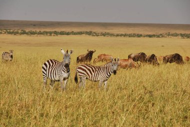 Zebra ve Antilop Kenya 'daki Maasai Mara' nın uçsuz bucaksız otlaklarında duruyorlar..