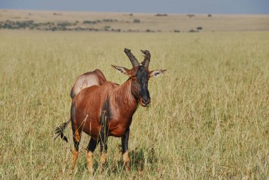 Tsessebe Antilop, Damaliscus Jimela, Kenya 'daki Maasai Mara' nın uçsuz bucaksız otlaklarında duruyorlar..