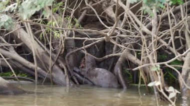 Dev nehir samuru ailesi, Pteronura brasiliensis, Brezilya 'da Porto Jofre yakınlarında Pantanal' ın bataklık bölgesinde balık avlıyor ve yiyorlar..