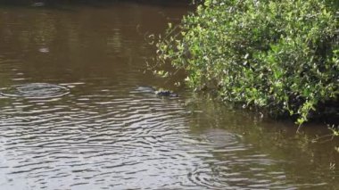 Timsah, Transpantaneira çakıl yolunun kıyısında Porto Jofre 'ye doğru Pantanal' dan geçiyor. Brezilya 'nın en büyük bataklık bölgesi..