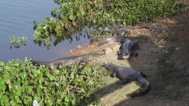 位于Transpantaneira石子路河岸的Caiman 穿过巴西世界上最大的沼泽地Pantanal通往Jofre港 在那里放松地晒日光浴 — 图库视频影像