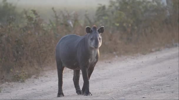 Schuwe Ongrijpbare Zuid Amerikaanse Tapir Tapirus Terrestris Wandelen Transpantaneira Onverharde — Stockvideo