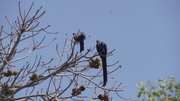 Красивый Голубой Гиацинтовый Ара Anodorhynchus Hyacinthinus Лазающий Деревьям Пантанала Самого — стоковое видео