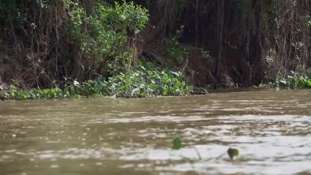 美洲豹是一种原产于美洲的独居大猫 它游过了世界上最大沼泽地潘坦尔河的一条昏暗的河流 靠近巴西乔夫尔港的Transpantaneira — 图库视频影像