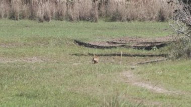 Güney Amerika koati, Nasua Nasua da halka kuyruklu koati, Brezilya 'nın Pantanal bölgesinin bataklık bölgesinde yeşil bir çayırda yiyecek arıyor.