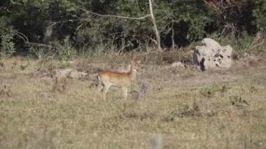 Bataklık geyiği, Blastocerus dichotomus, ayrıca bataklık geyiği, Güney Amerika 'nın en büyük geyik türü, çoğunlukla pantanal, Brezilya, Güney Amerika' nın bataklık bölgesinde bulunur.
