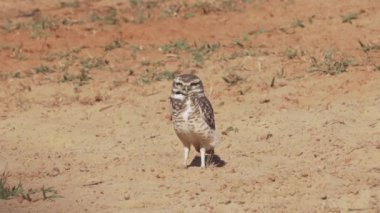 Yuvalanan baykuş, Athene cunicularia da Shoco, ininin önünde yerde oturuyor ve Brezilya 'daki Pantanal bataklık bölgesini dikkatle izliyor..