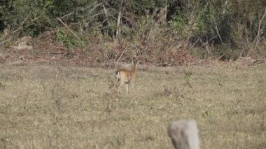 Bataklık geyiği, Blastocerus dichotomus, ayrıca bataklık geyiği, Güney Amerika 'nın en büyük geyik türü, çoğunlukla pantanal, Brezilya, Güney Amerika' nın bataklık bölgesinde bulunur.