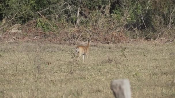 Marsh Deer Blastocerus Dichotomus Also Swamp Deer Largest Deer Species — Stock Video