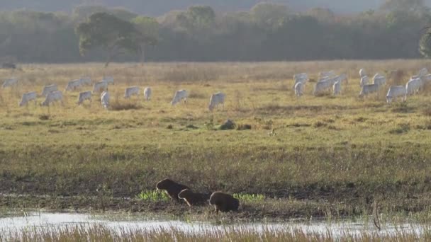 Family Greater Capybara Hydrochoerus Hydrochaeris Largest Rodent World Waterhole Cattle — Stock Video