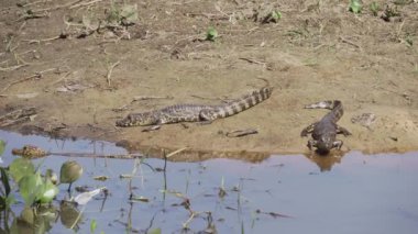 Timsah, Transpantaneira çakıl yolunun kıyısında Porto Jofre 'ye doğru Pantanal' dan geçiyor. Brezilya 'nın en büyük bataklık bölgesi..