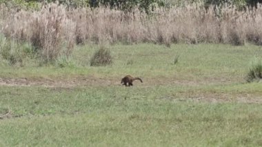 Güney Amerika koati, Nasua Nasua da halka kuyruklu koati, Brezilya 'nın Pantanal bölgesinin bataklık bölgesinde yeşil bir çayırda yiyecek arıyor.