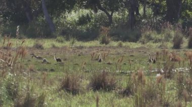 Güney Amerika koati, Nasua Nasua da halka kuyruklu koati, Brezilya 'nın Pantanal bölgesinin bataklık bölgesinde yeşil bir çayırda yiyecek arıyor.