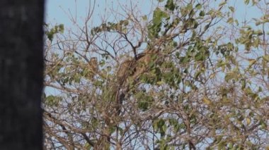 Uluyan maymunlar, Alouatta, Brezilya 'daki Pantanal' ın bataklık bölgesindeki ağaçların tepesinde tırmanıyorlar..