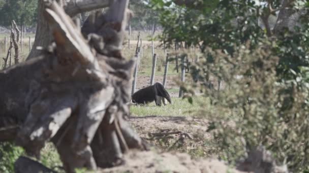 개미핥기가 판타날에 농장의 초원을 거닐고 있습니다 Myrmecophaga Tridactyla 아메리카와 남아메리카의 — 비디오