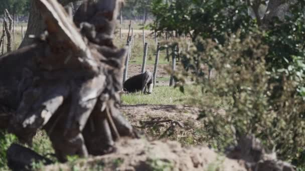 Fourmilier Géant Marchant Sur Une Prairie Une Ferme Dans Sud — Video