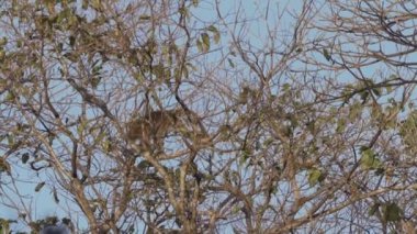 Uluyan maymunlar, Alouatta, Brezilya 'daki Pantanal' ın bataklık bölgesindeki ağaçların tepesinde tırmanıyorlar..