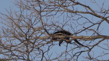 Uluyan maymunlar, Alouatta, Brezilya 'daki Pantanal' ın bataklık bölgesindeki ağaçların tepesinde tırmanıyorlar..