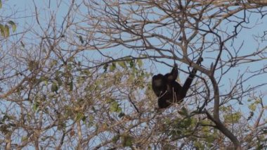 Uluyan maymunlar, Alouatta, Brezilya 'daki Pantanal' ın bataklık bölgesindeki ağaçların tepesinde tırmanıyorlar..