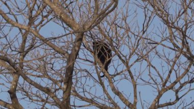 Uluyan maymunlar, Alouatta, Brezilya 'daki Pantanal' ın bataklık bölgesindeki ağaçların tepesinde tırmanıyorlar..