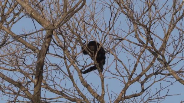 Monos Aulladores Alouatta Trepando Por Canapé Árboles Tópicos Zona Pantanosa — Vídeo de stock