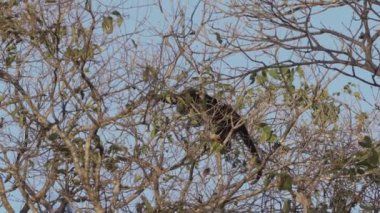 Uluyan maymunlar, Alouatta, Brezilya 'daki Pantanal' ın bataklık bölgesindeki ağaçların tepesinde tırmanıyorlar..