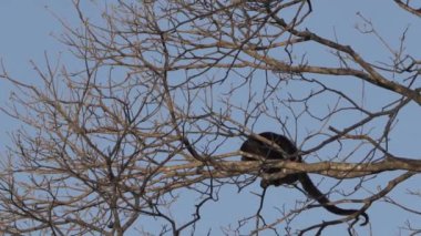 Uluyan maymunlar, Alouatta, Brezilya 'daki Pantanal' ın bataklık bölgesindeki ağaçların tepesinde tırmanıyorlar..