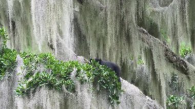 Gözlüklü ayı, Tremarctos ornatus, Andean dağlarındaki dağların ormanlarına özgü, Ekvador 'daki Oso Andino rezervindeki ormandaki yüksek bir ağaca tırmanan.