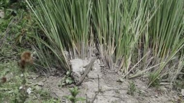 Ekvador 'un And Dağları' ndaki quilotoa döngüsündeki laguna quilotoa havuzu, eski bir volkan yiyicisinin kalderasında bulunan zümrüt yeşili bir göldür..