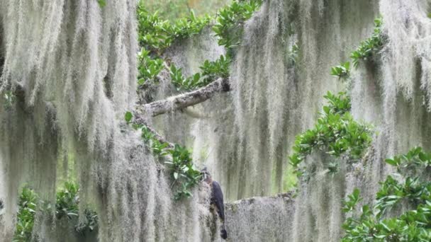 Dzikiego Orła Jastrzębia Spizaetus Ornatus Siedzącego Wysoko Drzewie Lesie Deszczowym — Wideo stockowe