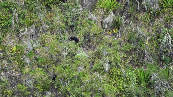 스펙트럼 Tremarctos Ornatus 에콰도르의 Oso Andino 예비의 정글에서 가파른 협곡을 — 비디오