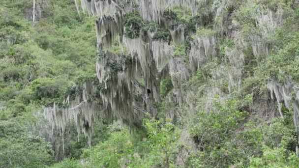 エクアドルのOso Andinoリザーブでジャングルの背の高い木を通って登る高地と地中山の森に原産のクマ トレマルクトスまたはナトゥス — ストック動画
