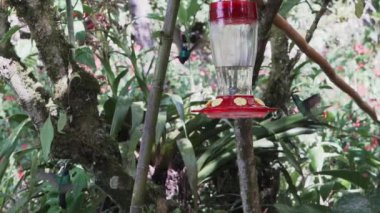 Peru 'nun And Dağları' ndaki Revash yakınlarındaki yağmur ormanlarındaki bir besleyicinin etrafında uçan hızlı ve küçük vızıldayan kuşlar..