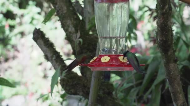 Швидкі Крихітні Колісні Птахи Літають Навколо Годівниці Тропічних Лісах Поблизу — стокове відео