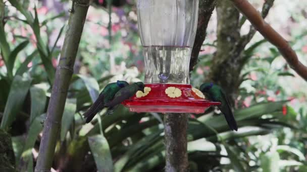 Швидкі Крихітні Колісні Птахи Літають Навколо Годівниці Тропічних Лісах Поблизу — стокове відео
